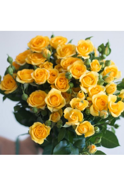 Троянда `Єлоу Бейбі`